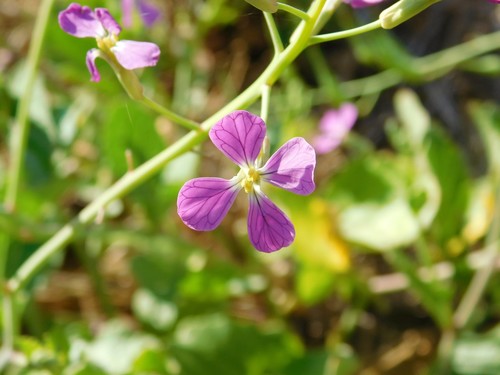 iNaturalist observation photo of garden radish