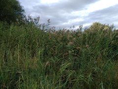 Phragmites australis