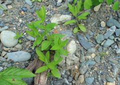 Scutellaria yezoensis