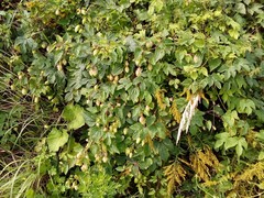 Humulus lupulus lupulus