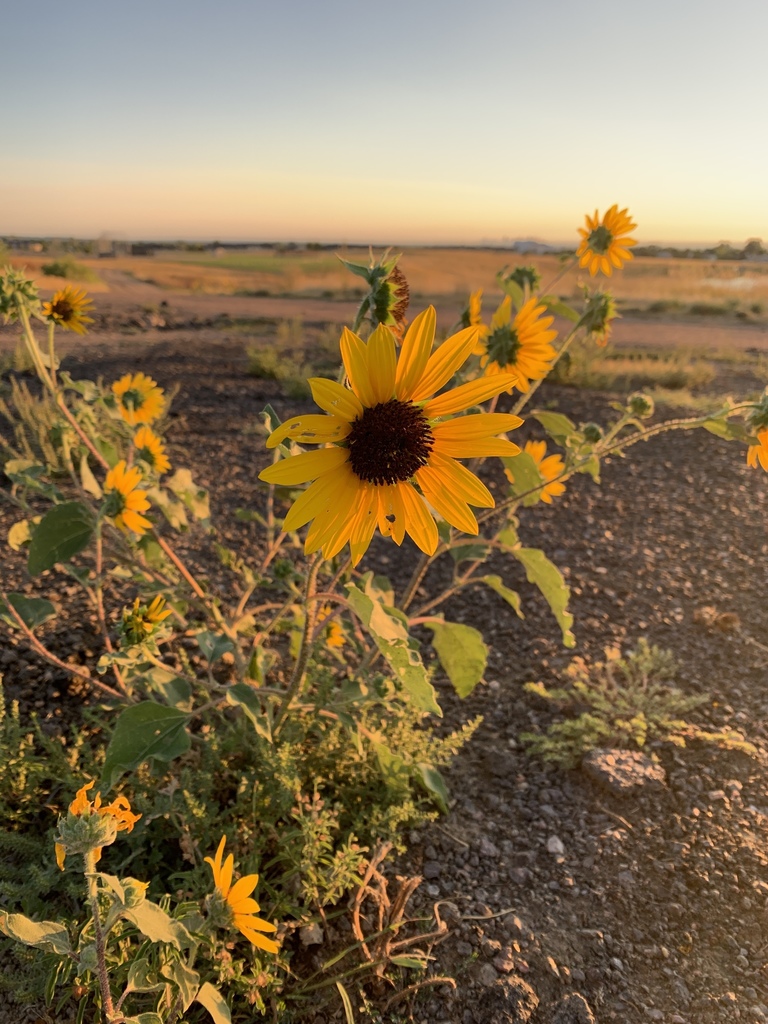 prairie sunflower from Littleton, CO, US on September 8, 2019 at 06:53 ...
