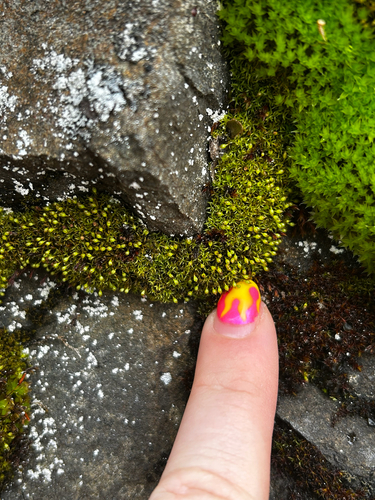 Amphidium lapponicum observed 2025-05-11