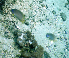 Pomacentrus amboinensis