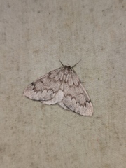 Nepytia pellucidaria