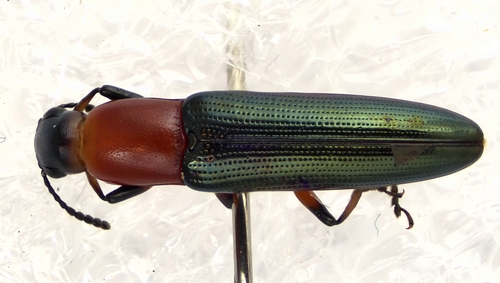 Languria marginipennis