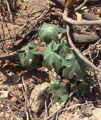 Ricinus communis