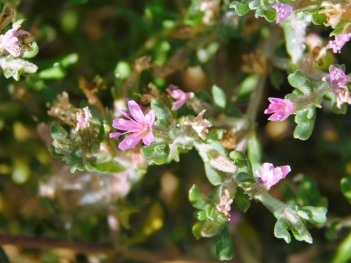 iNaturalist observation photo of Alkali Heath