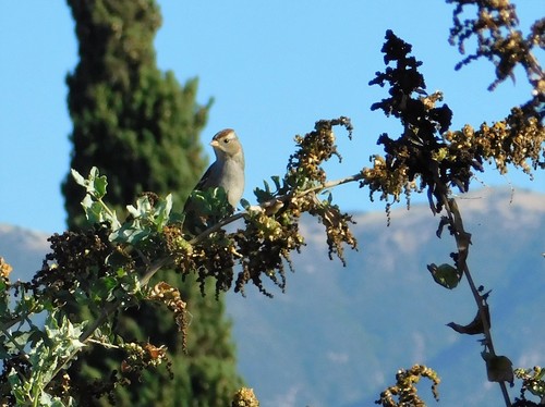 iNaturalist observation photo of White-crowned Sparrow