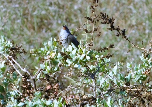 iNaturalist observation photo of White-crowned Sparrow