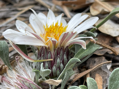 Easter Daisy