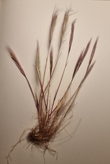 Festuca membranacea, photograph Jonathan Hughes, CC0, iNaturalist via GBIF