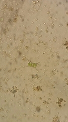 Scenedesmaceae