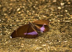 Euphaedra harpalyce harpalyce