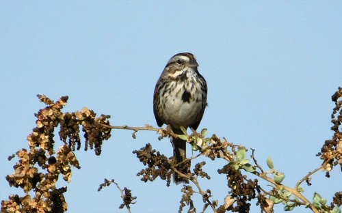 iNaturalist observation photo of Song Sparrow