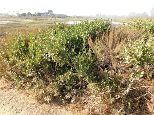 iNaturalist observation photo of lemonade berry