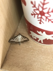 Cydalima perspectalis