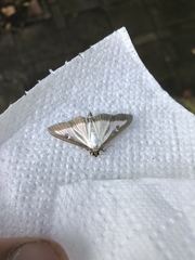 Cydalima perspectalis