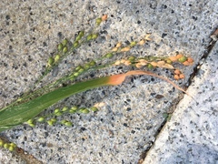Panicum miliaceum ruderale