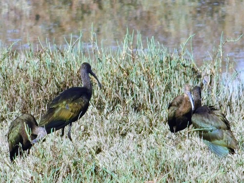 iNaturalist observation photo of White-faced Ibis