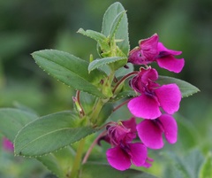 Impatiens oppositifolia