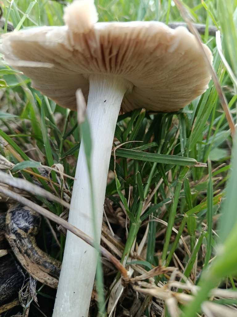Volvopluteus gloiocephalus · May 2025 · photo: © pinkiellie (iNaturalist, cc0)