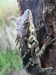 Anaimalai Spiny Lizard photo 4