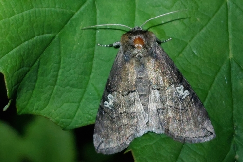 Tethea ocularis
