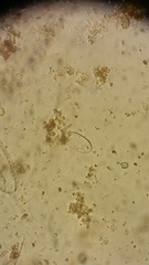 Tryblionella