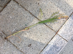 Panicum miliaceum ruderale