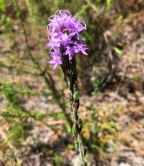 Liatris chapmanii