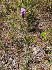 Liatris chapmanii