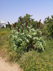 Melianthus