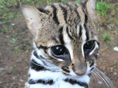 Prionailurus bengalensis