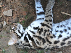 Prionailurus bengalensis