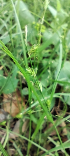 Carex rochebrunei iNat (3)