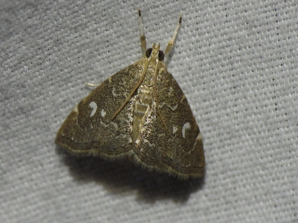Kidney Moth