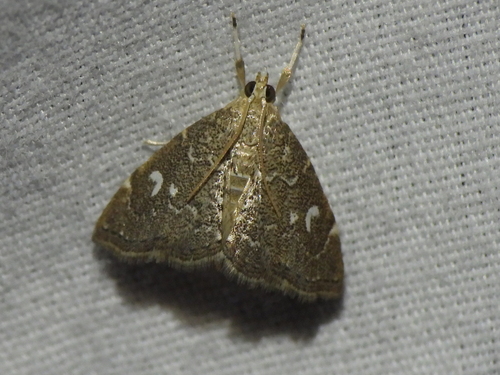 Nephrogramma reniculalis Zeller, 1872