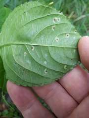 Puccinia komarovii