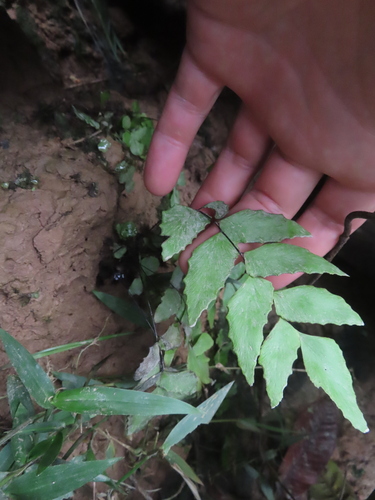 stalked maidenhair fern (Adiantum petiolatum)
