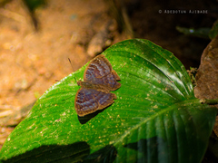 Euriphene incerta incerta