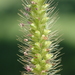 Setaria parviflora - Photo (c) 葉子, μερικά δικαιώματα διατηρούνται (CC BY-NC), uploaded by 葉子