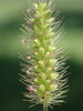 Knotroot Bristlegrass - Photo no rights reserved, uploaded by 葉子