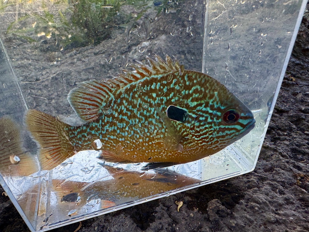 Photo of a Longear Sunfish