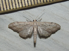 Euacidalia brownsvillea