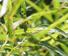Aculus
