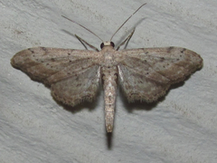 Euacidalia brownsvillea