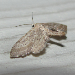 Euacidalia brownsvillea