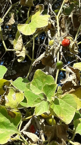 Cayaponia podantha, photograph 2