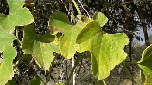 Cayaponia podantha, photograph 3