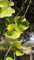 Cayaponia podantha, photograph Analía Belaus, CC0, iNaturalist via GBIF